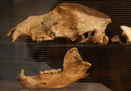 Museu Arqueologic i paleontologic de Moia